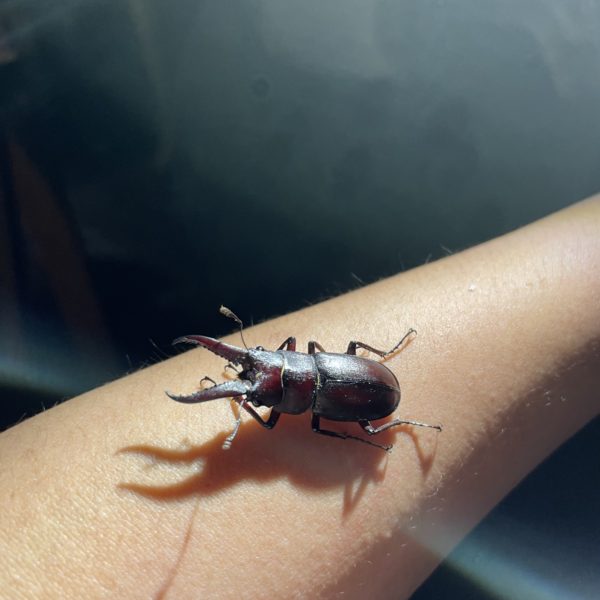 キャンプ（木更津）