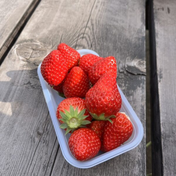 イチゴ狩り、、、【木更津】